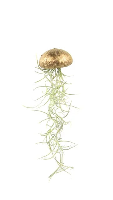 Plante aérienne suspendue – Oursin