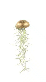 Hanging aerial plant – Sea urchin