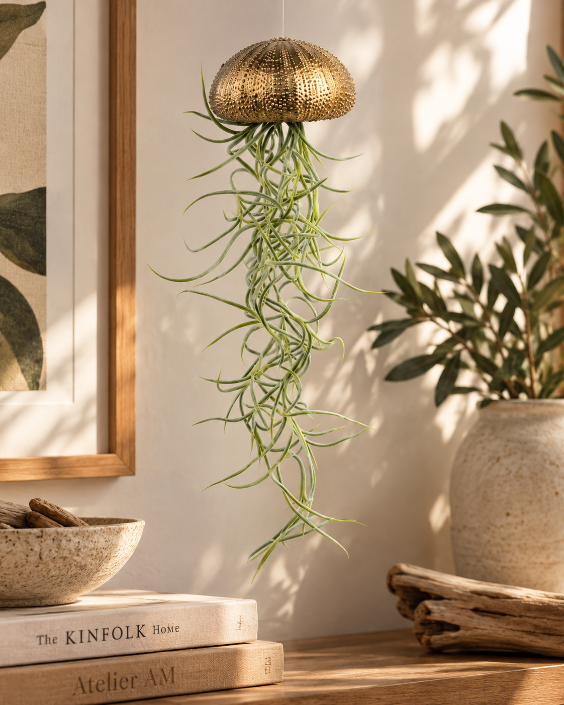 Plante aérienne suspendue – Oursin