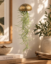 Hanging aerial plant – Sea urchin